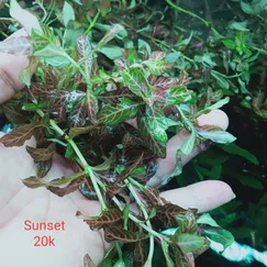 Cây sunset thủy sinh