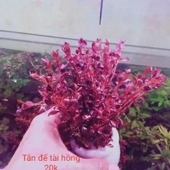 Tân Đế Tài Hồng
