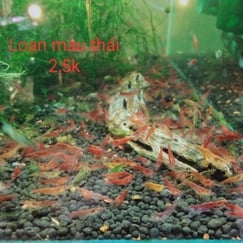Tép loạn màu