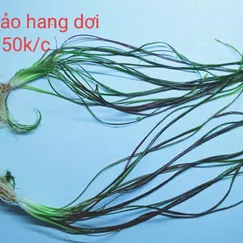 Tiêu Thảo Hang Dơi