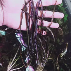 Tiêu Thảo Lụa Lá Hẹp