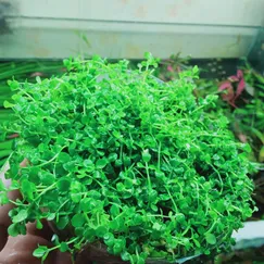 Trân châu ngọc trai lá nước