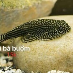 Tỳ Bà Bướm