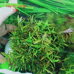 Vảy Ốc Vàng Lá Nước