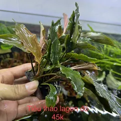 Tiêu thảo lá muỗng đỏ