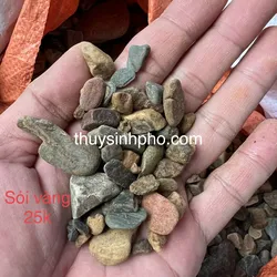 Sỏi vàng
