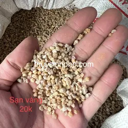 Cát Vàng Hạt Trung