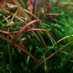 Cỏ đỏ