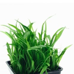 Cỏ đỏ