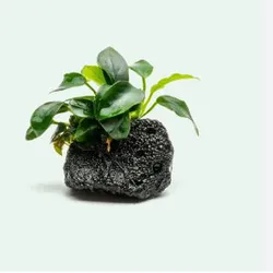 Ráy lưỡi hổ cẩm thạch