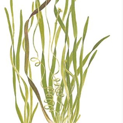 Hẹ nước thủy sinh
