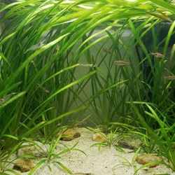 Hẹ nước thủy sinh