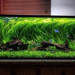 Hẹ nước thủy sinh