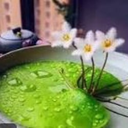 Lá thuỷ nữ