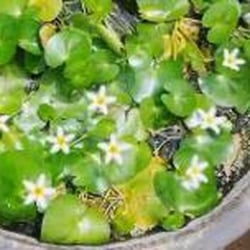 Lá thuỷ nữ