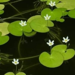 Lá thuỷ nữ
