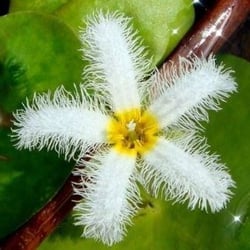 Lá thuỷ nữ