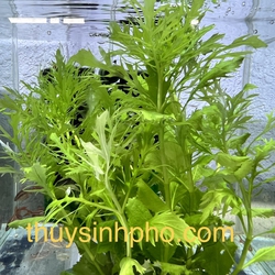 Cây thuỷ cúc thuỷ sinh 