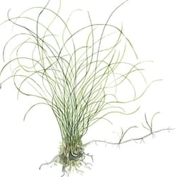 Ngưu mao chiên lùn xòe lá nước