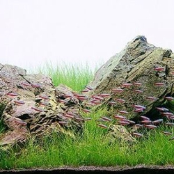 Ngưu mao chiên lùn xòe lá nước