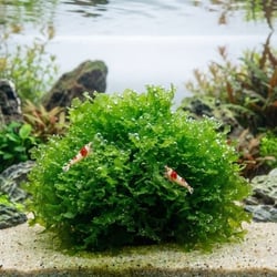 Rêu Thủy Sinh Pelia Moss Tán Dẹp Dáng San Hô Độc Đáo Trang Trí Hồ Cá Tép