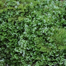 Rêu Thủy Sinh Pelia Moss Tán Dẹp Dáng San Hô Độc Đáo Trang Trí Hồ Cá Tép