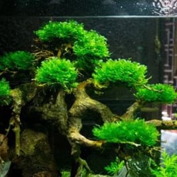 Rêu Thủy Sinh Pelia Moss Tán Dẹp Dáng San Hô Độc Đáo Trang Trí Hồ Cá Tép