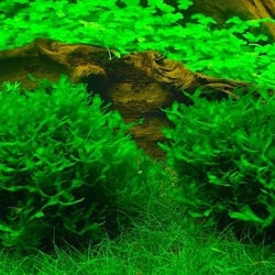 Rêu Thủy Sinh Pelia Moss Tán Dẹp Dáng San Hô Độc Đáo Trang Trí Hồ Cá Tép