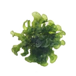 Rêu Thủy Sinh Pelia Moss Tán Dẹp Dáng San Hô Độc Đáo Trang Trí Hồ Cá Tép