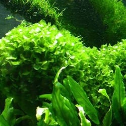 Rêu Thủy Sinh Pelia Moss Tán Dẹp Dáng San Hô Độc Đáo Trang Trí Hồ Cá Tép