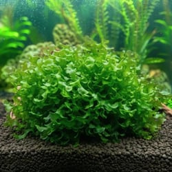 Rêu Thủy Sinh Pelia Moss Tán Dẹp Dáng San Hô Độc Đáo Trang Trí Hồ Cá Tép