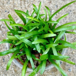 Cỏ thìa thủy sinh
