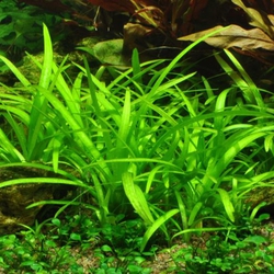 Cỏ thìa thủy sinh