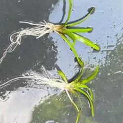 Cỏ thìa thủy sinh