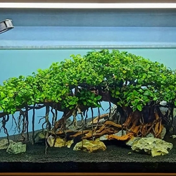 Ráy Nana  Japan