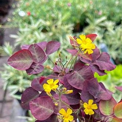 Cây oxalis thủy sinh