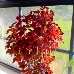 Cây oxalis thủy sinh