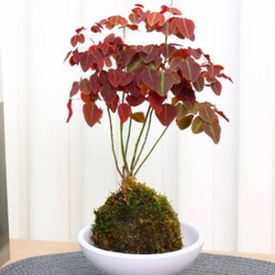 Cây oxalis thủy sinh