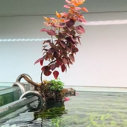 Cây oxalis thủy sinh