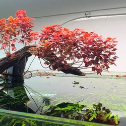 Cây oxalis thủy sinh