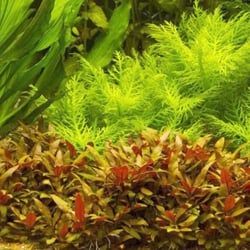 Huyết tâm lan mini