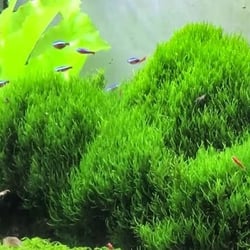 Rêu flame moss 