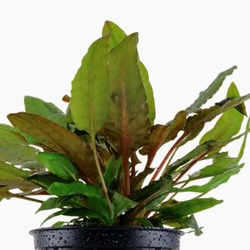 Tiêu thảo nâu thủy sinh