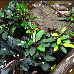 Bucep chậu