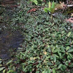 Bucep chậu