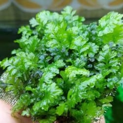 Dương xỉ indo