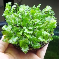 Dương xỉ indo