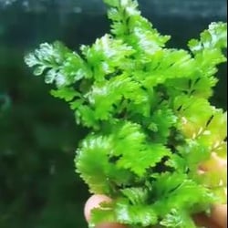 Dương xỉ indo