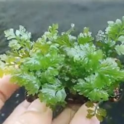 Dương xỉ indo