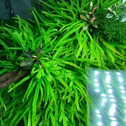 Dương xỉ trident